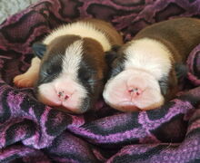 Bumblebee's Boston Bumblebee's Boston