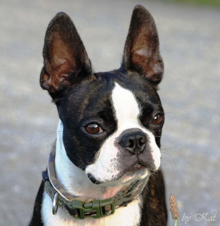 Boston Terrier Der Boston Terrier