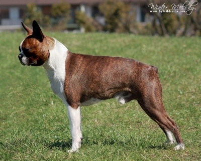 Boston Terrier Der Boston Terrier