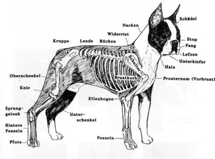 Rassestandard Der Boston Terrier