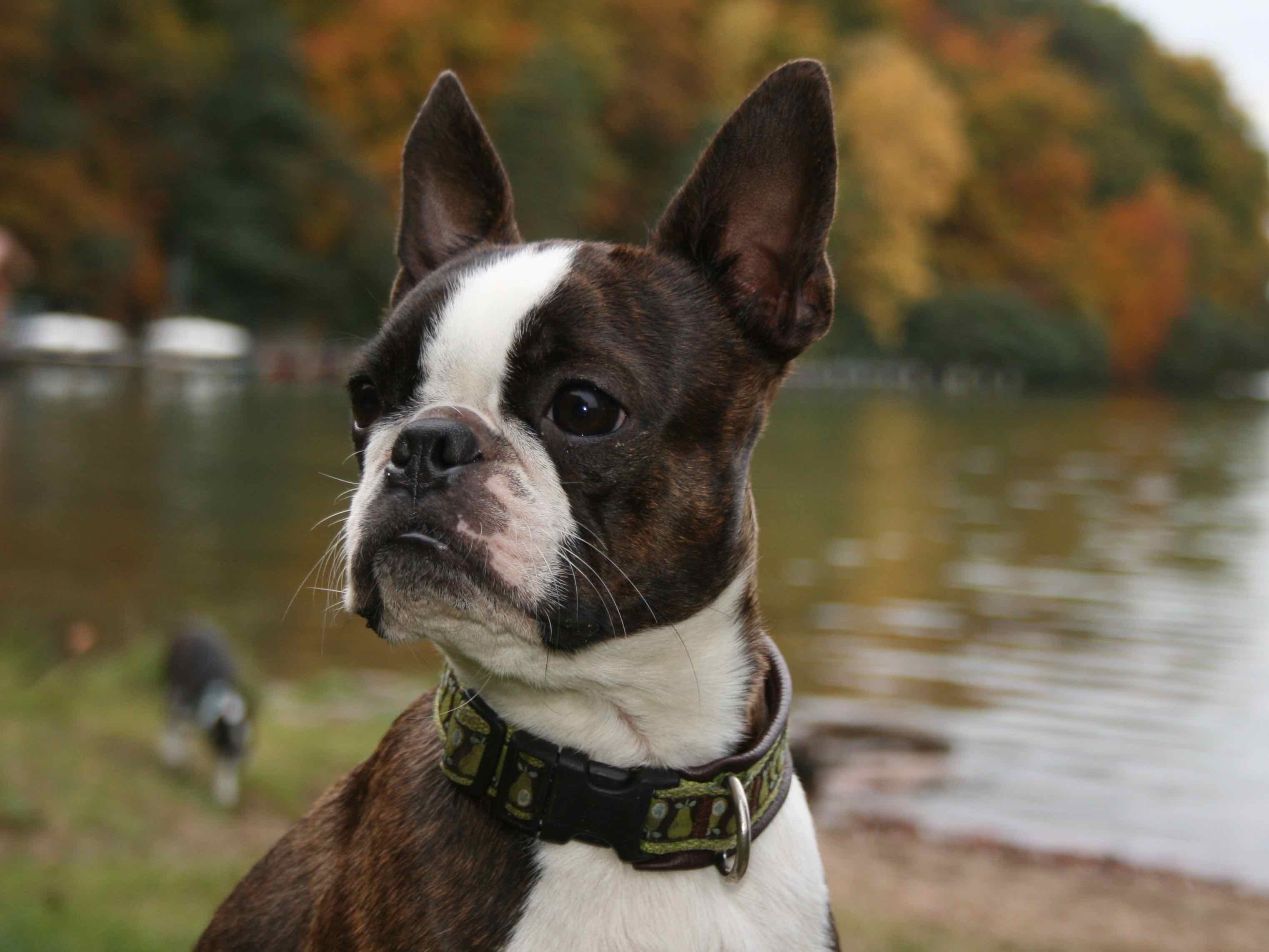 Deckmeldungen - Der Boston Terrier